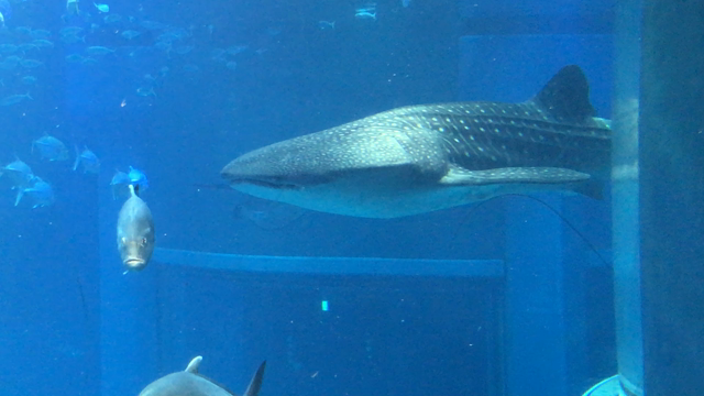 大阪の旅の記事動画