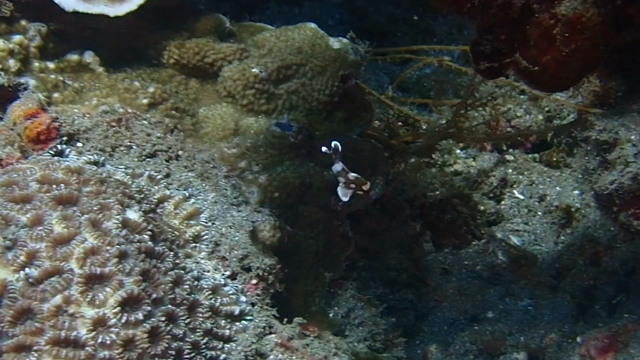 高波だけど透明度の良かったボートダイブ@バリ島ダイビング　アメッドの記事動画