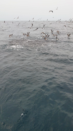 鳥山の記事動画