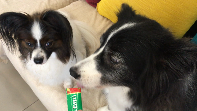 ちゅ〜るちゅ〜る♪♪の記事動画