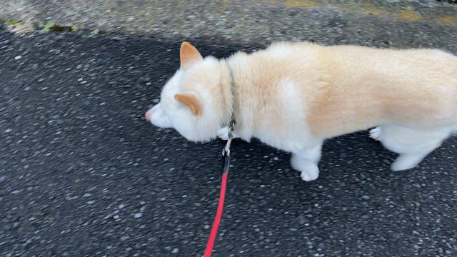 お散歩代行　How to walk dogs correctlyの記事動画