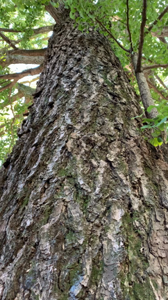 東京の田無神社⛩五龍神にいってきました！の記事動画