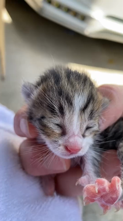 小さないのちの記事動画