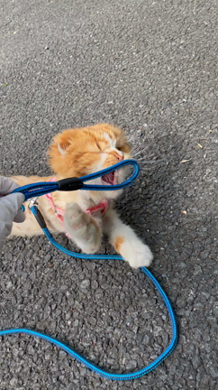 らいおん日記✩.*˚4の記事動画