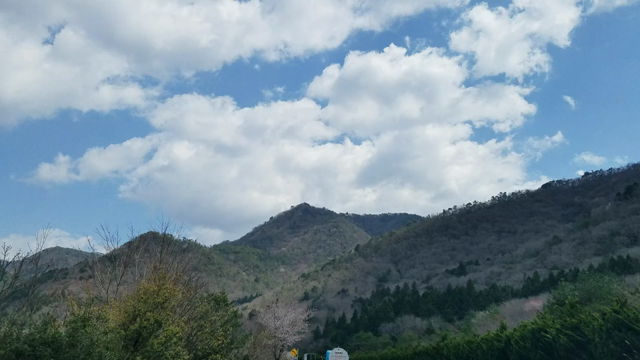 丹波桜撮影！の記事動画