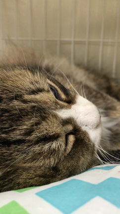 猫ちゃんっていびきかくの？ ロンちゃんのいびきの記事動画