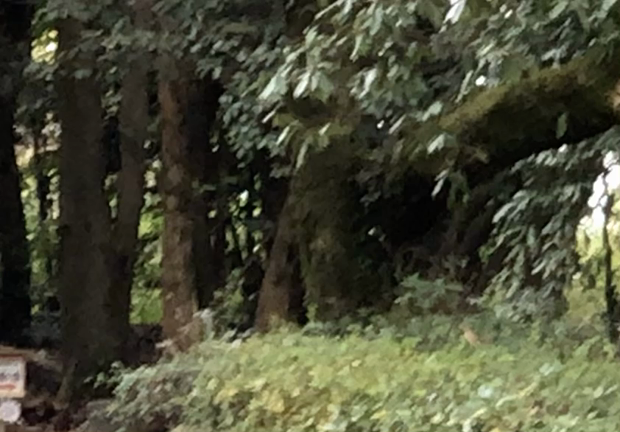 アシナガアリ幼虫観察の記事動画