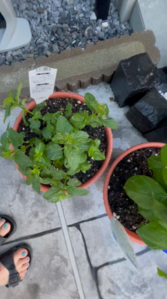 【趣味】ガーデニングの記事動画