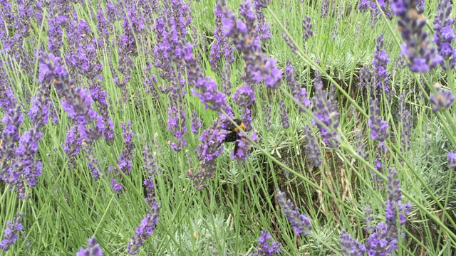 お姉ちゃんが凄いの記事動画