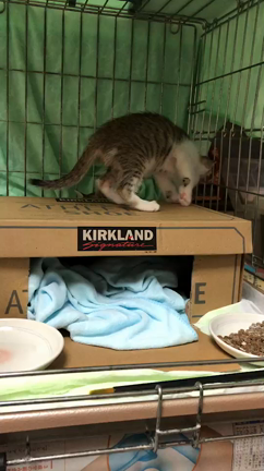 遊ぶにゃんこずの記事動画