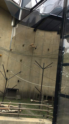 67日目.旭山動物園でテンションあがりまくって頭痛の記事動画