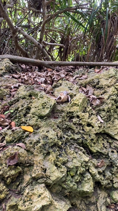 沖縄（同じタイトルで何度かく。。。）文書記録。　2023の記事動画