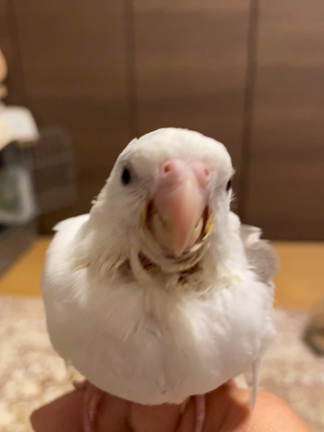 のえましひなひな育雛日記 終了の記事動画