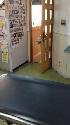 蘭丸ちゃんの記事動画