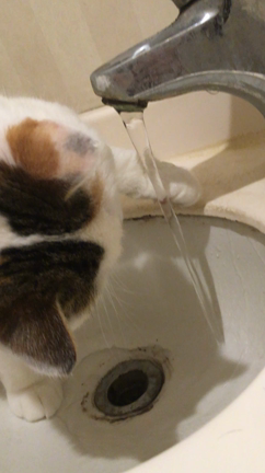 水を飲むぶらんの記事動画