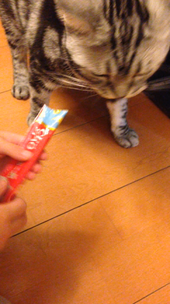 みいちゃんご褒美の記事動画