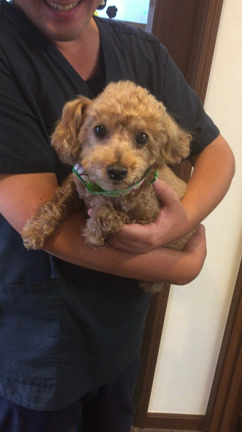 震えるピノの記事動画