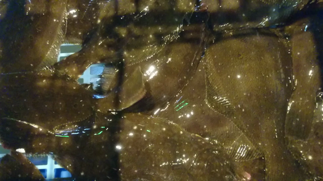 港から直送！タコやヒラメが美味しい季節の記事動画