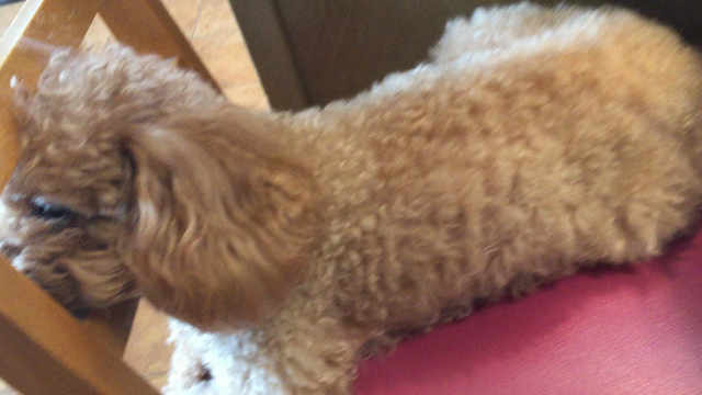 シンバ♡♡の記事動画