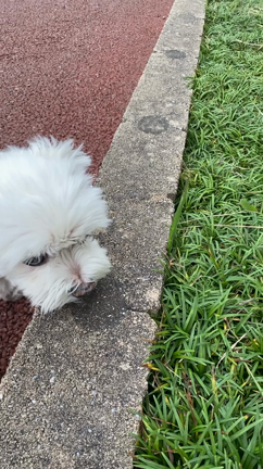 中々治らない膿皮症の記事動画