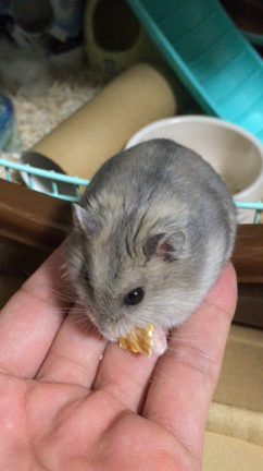 今日のぷちまるの記事動画