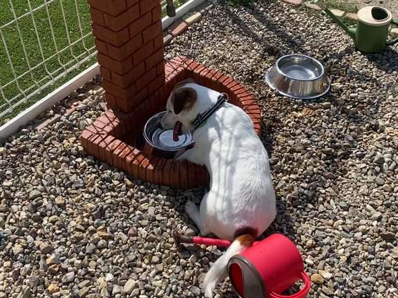 ハイジが戻って来た理由。の記事動画