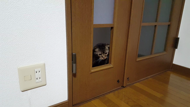 いちかばちかの記事動画