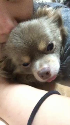 本日のロマネの記事動画