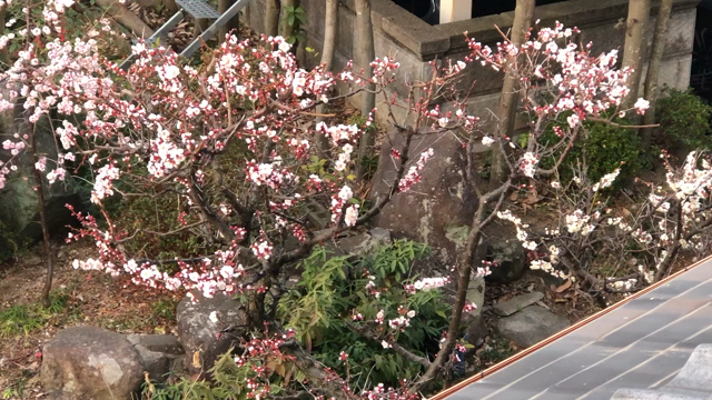 毎朝聞こえるウグイスの声の記事動画