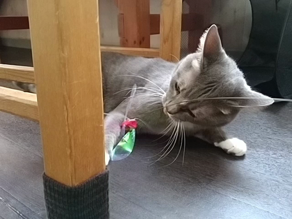 テン君オモチャ大好き♬の記事動画