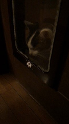 ネコ専用1匹目【さつき】の記事動画