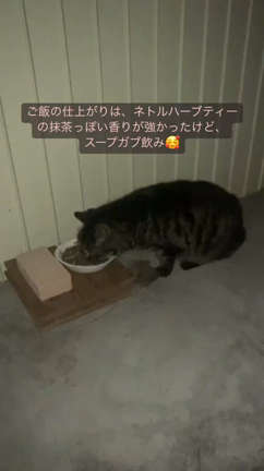 愛猫ルナとの出会い〜天国に昇るまで Ⅱの記事動画