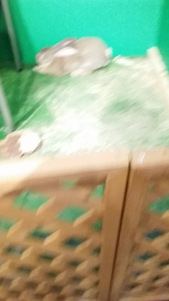 きもかわ展の記事動画