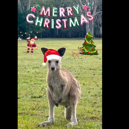 オーストラリアより愛を込めて　メリークリスマスの記事動画