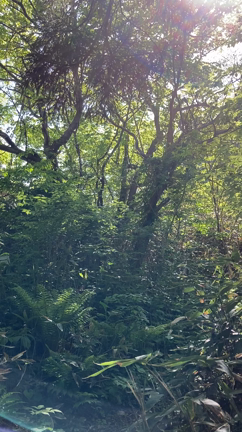 函館山登山 七曲りコース＆地蔵山コースの記事動画