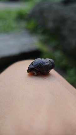 家族旅行でまさかのホタルとの出会い、星がきれいな夜空の記事動画