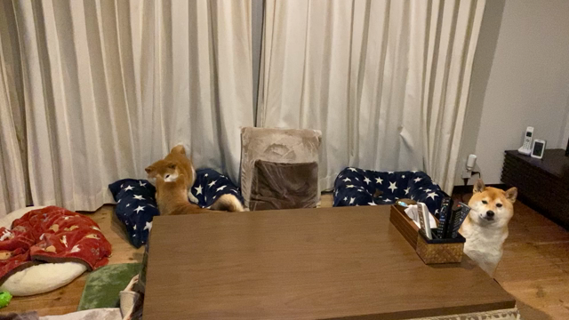 「柴犬と楽しく暮らすための相談会」しようか検討中の記事動画