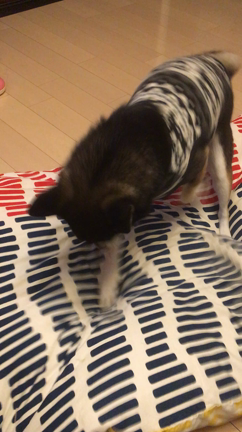 ホリホリ全開の記事動画