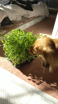 メイちゃん  ♡happybirthday♡の記事動画