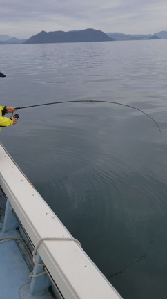 あらかぶメバル釣りの記事動画