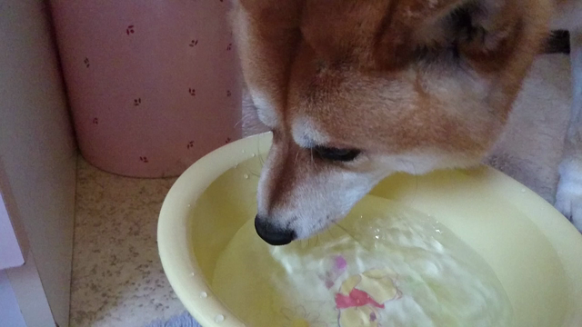 けんさんぽ。の記事動画