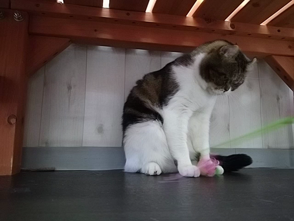 じゃらしにゃん動画♪の記事動画