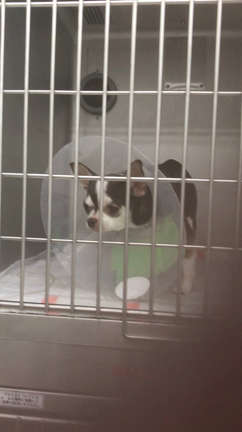 胆嚢粘液嚢腫の記事動画