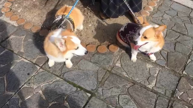 もみじ祭りの記事動画