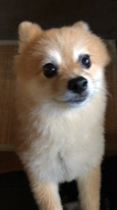 【かわいい通信】かわいい動画♡の記事動画