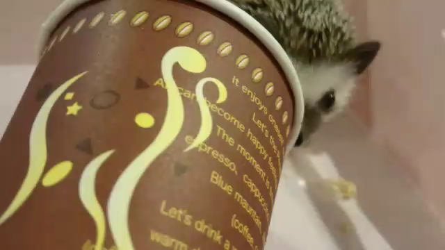 可愛すぎるハリネズミ♪の記事動画