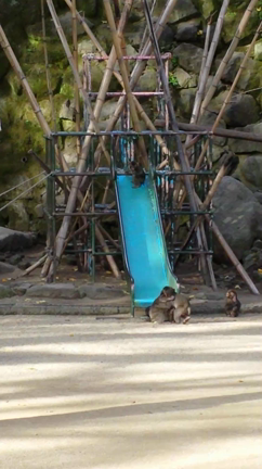 ぶらぁーり大分旅行　その4の記事動画