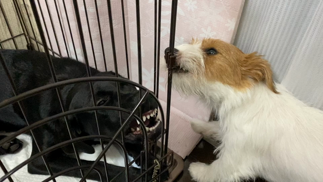 訓練士の女房2514の記事動画