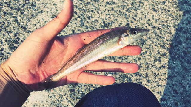 なんとなく動画、、、(^^ゞの記事動画