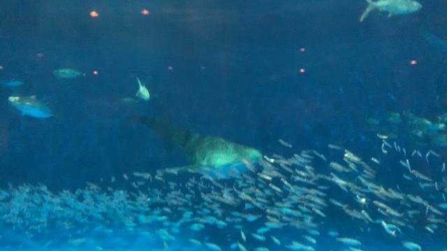 お盆休みの記事動画